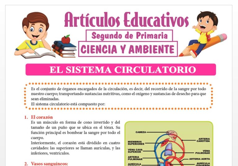 El Sistema Circulatorio para Segundo de Primaria — Articulos Educativos