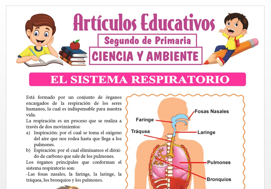 Fichas del Sistema Respiratorio para Segundo de Primaria